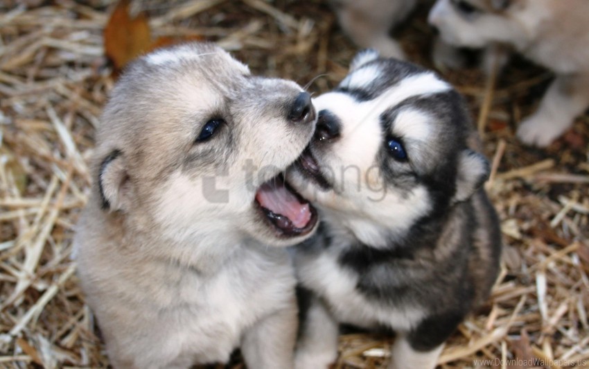 dogs husky playful puppies wallpaper Clean Background Isolated PNG Art