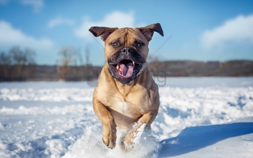 dogs jump snow wallpaper Transparent Background Isolation of PNG