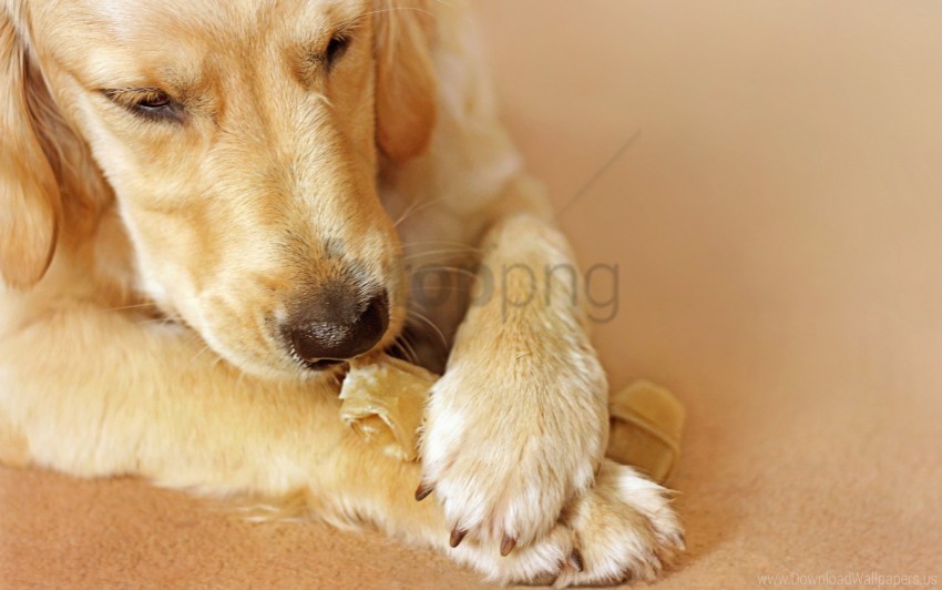 dogs muzzle nose paws play wallpaper PNG file with alpha