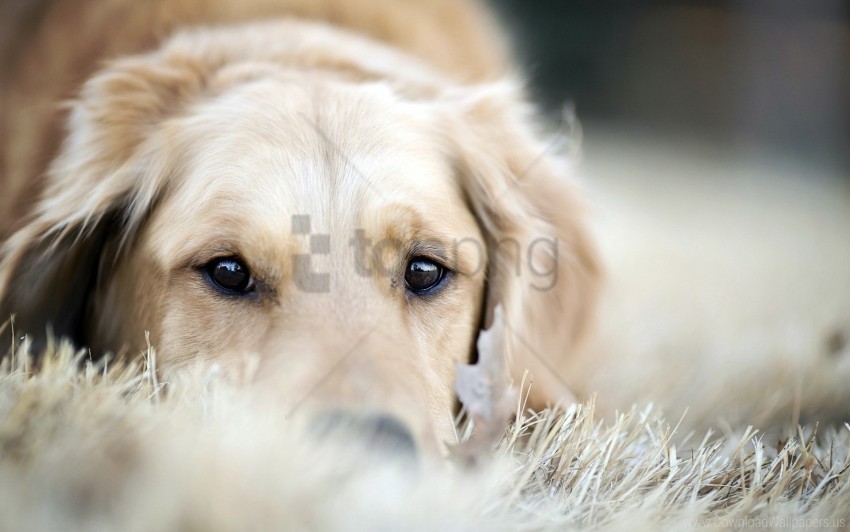 dogs muzzle sleep wallpaper Free PNG images with transparent layers