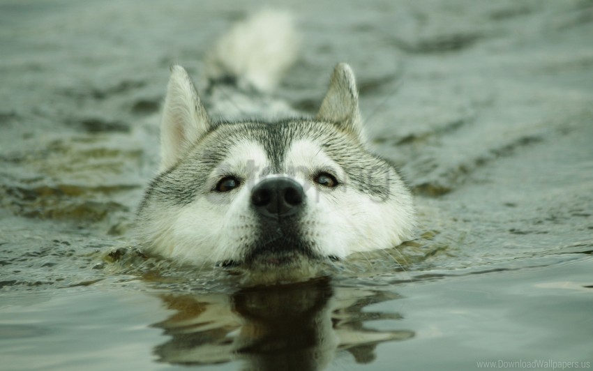 dogs muzzle water wallpaper Isolated Item on Clear Transparent PNG