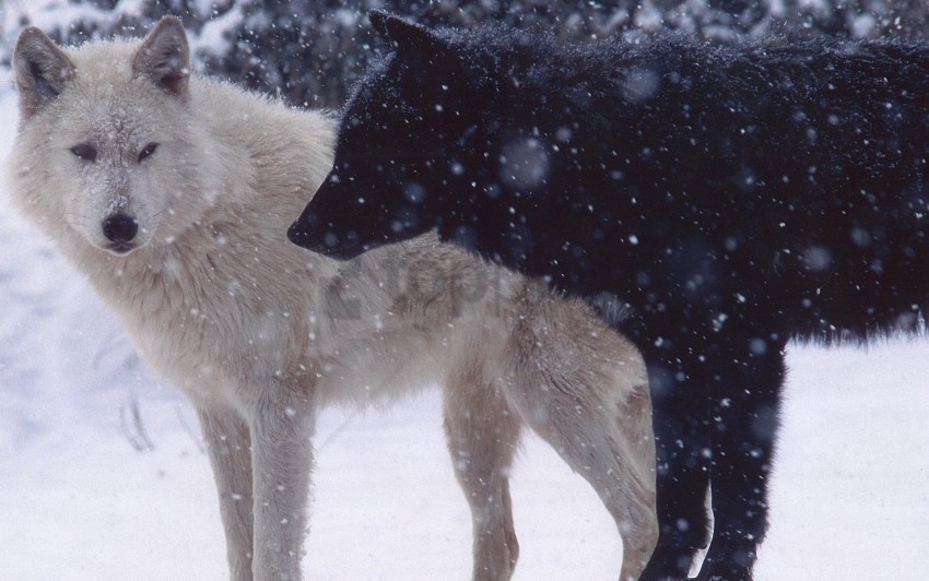 dogs pair predator snow wolves wallpaper PNG with no registration needed