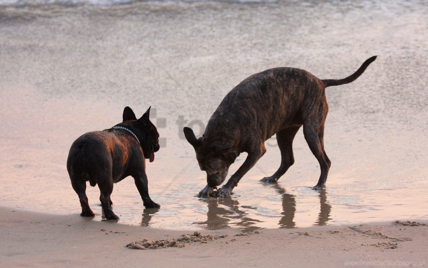 dogs play steam water wallpaper PNG images with alpha channel diverse selection