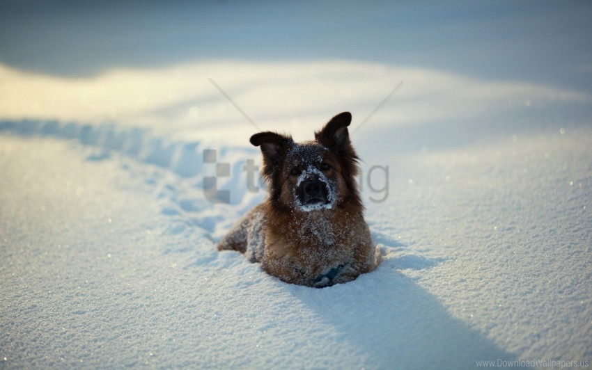 dogs playful snow winter wallpaper Transparent PNG Isolated Object