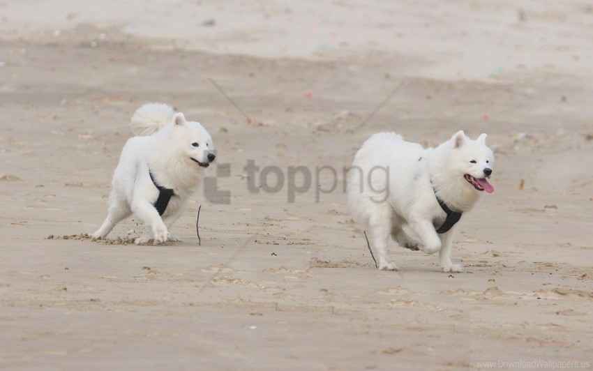 dogs puppies running samoyed dogs wallpaper Free PNG images with transparent background