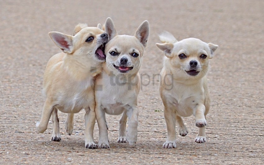 dogs puppies walk wallpaper Isolated Icon with Clear Background PNG