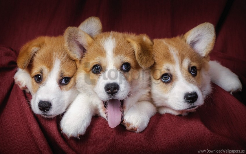 Dogs Puppies Welsh Corgi Wallpaper PNG With Transparent Bg