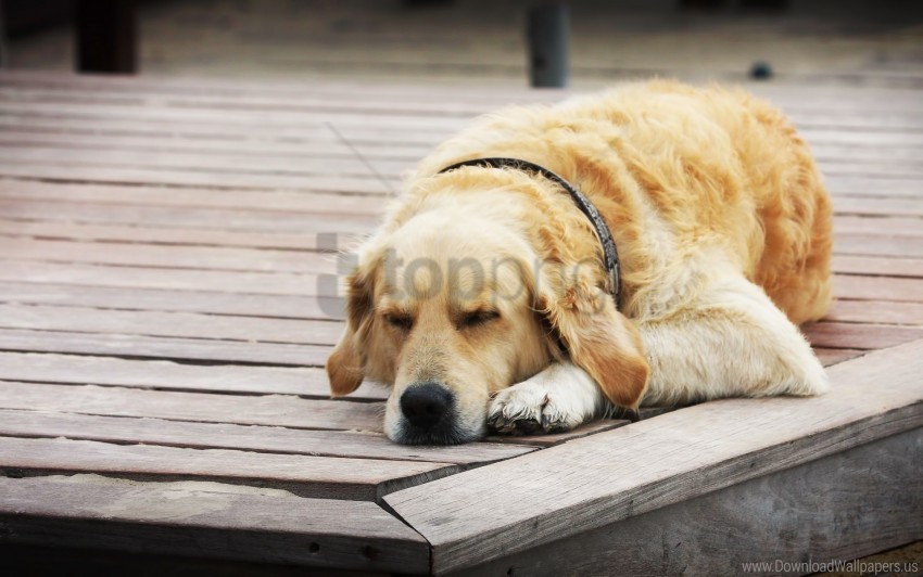 dogs rest sleeping wood floor wallpaper Isolated Item on Transparent PNG