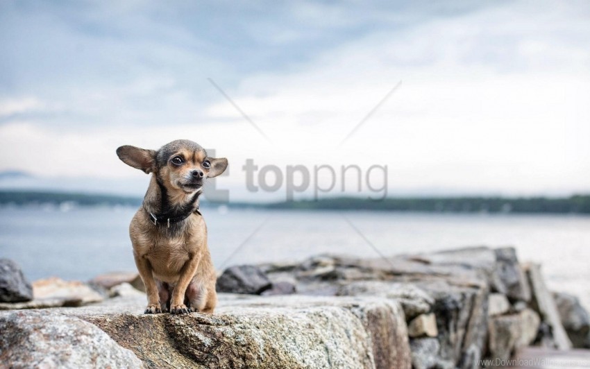 dogs rocks sitting small wallpaper Transparent PNG images extensive variety