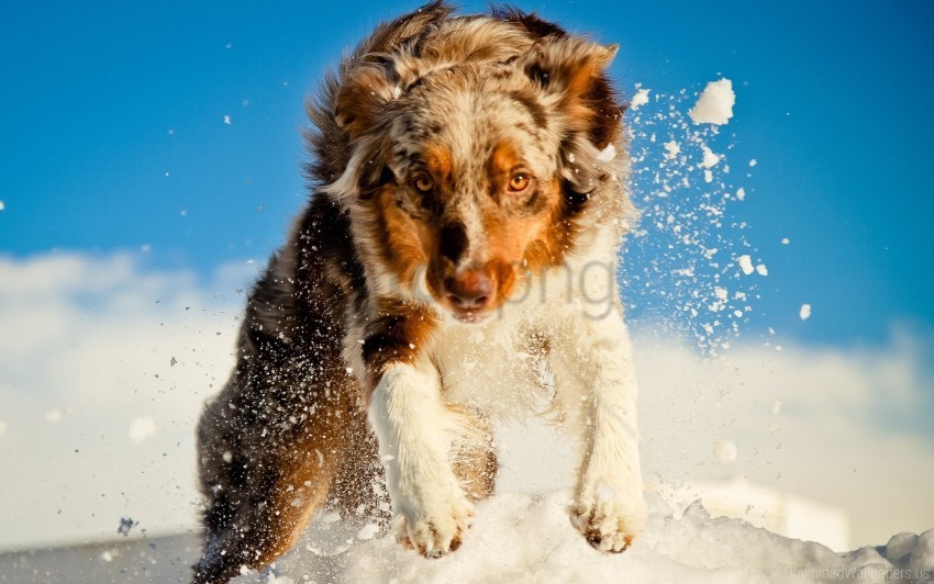 dogs running snow wallpaper PNG for online use