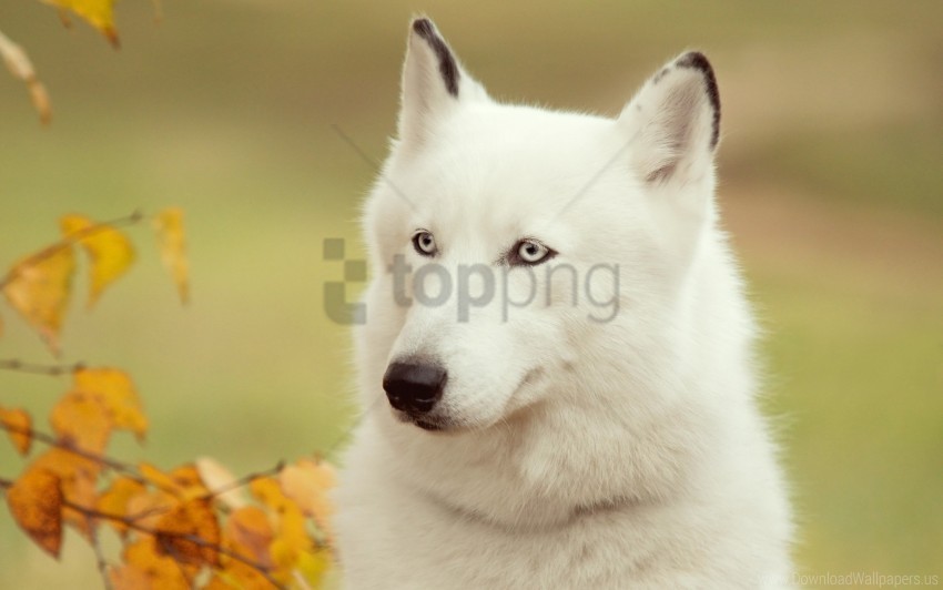 Dogs Shaggy Snout White Wood Wallpaper Free PNG Images With Alpha Channel Set