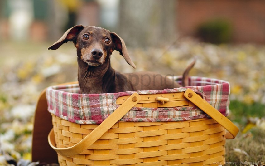 dogs shopping sitting snout wallpaper HighQuality Transparent PNG Isolated Object