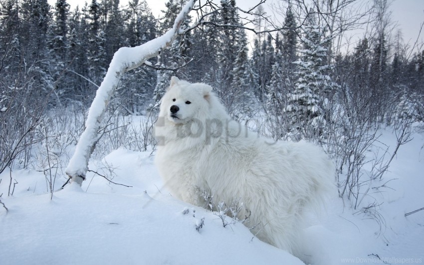 dogs snow walk wallpaper PNG Graphic with Transparent Background Isolation