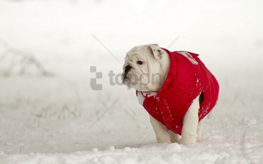 dogs snow walk winter wallpaper Transparent Background PNG Isolated Icon