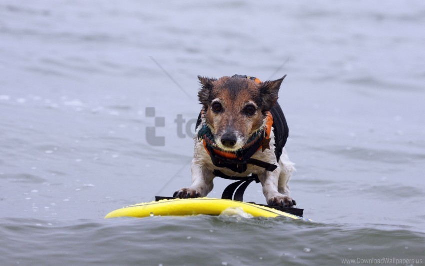 dogs surfing water wallpaper Isolated Object with Transparent Background PNG