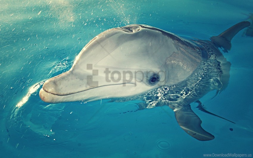dolphin head spray water wallpaper Transparent PNG Artwork with Isolated Subject