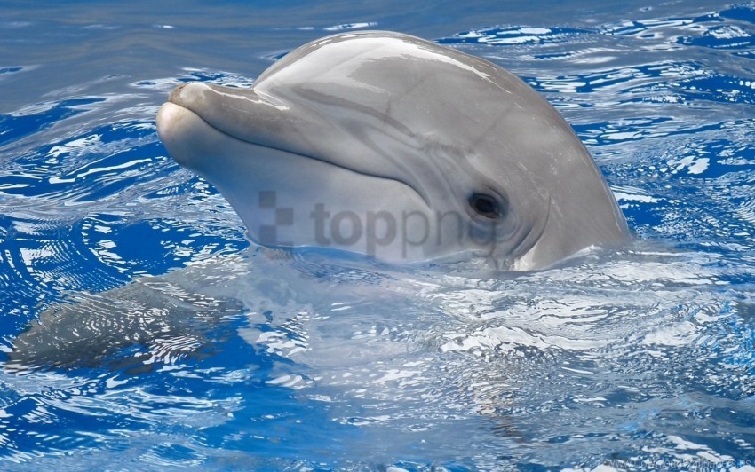 dolphin head swim water wallpaper PNG Image with Transparent Isolation