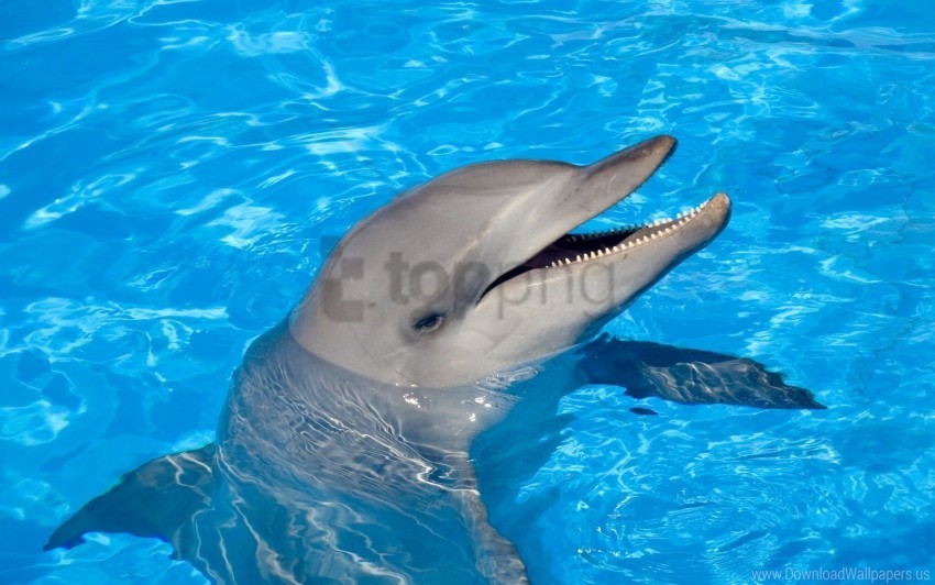 Dolphin Head Swim Water Wallpaper Clean Background Isolated PNG Image