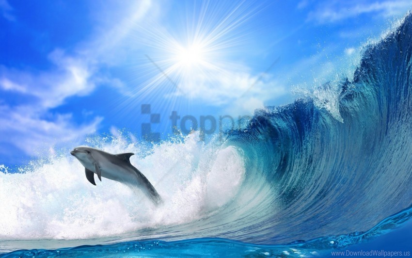 dolphin jump light waves wallpaper Clear PNG photos