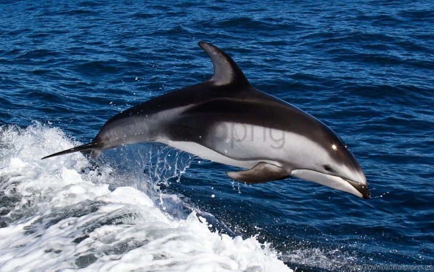 dolphin jump sea splash swim water wallpaper Transparent background PNG clipart