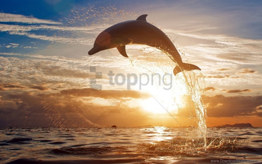 dolphin jump sea sunset wallpaper ClearCut Background PNG Isolated Subject
