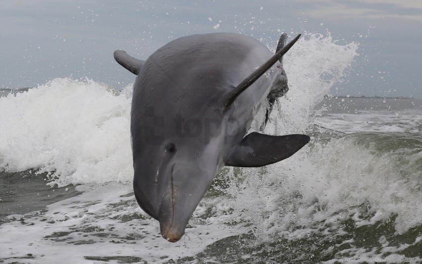 dolphin jump sea wallpaper Isolated Subject in Transparent PNG