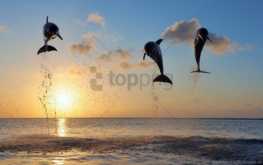 dolphins islands wallpaper PNG transparent photos assortment