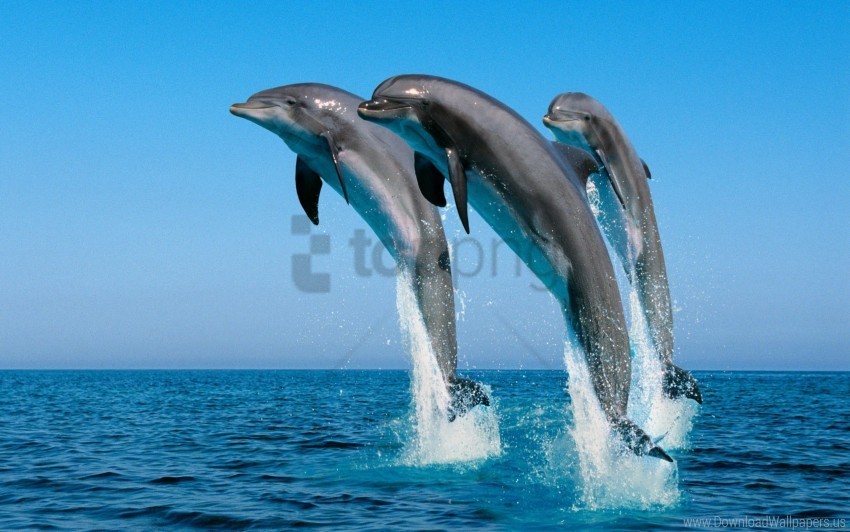 dolphins jump sea spray synchronously water wallpaper HighQuality PNG Isolated Illustration