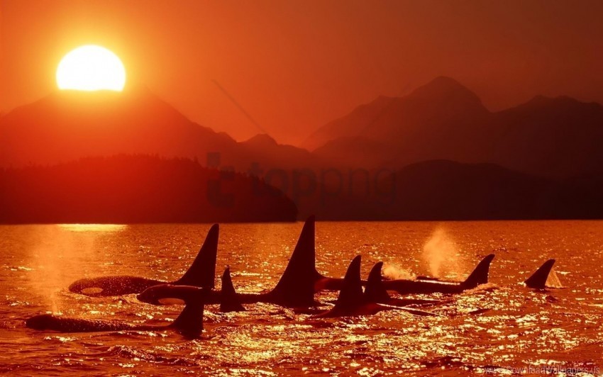 dolphins killer whales sea sky sunset wallpaper Transparent Cutout PNG Isolated Element