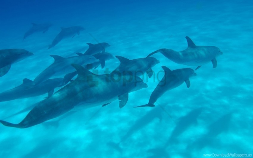 dolphins sea swim underwater wallpaper PNG picture