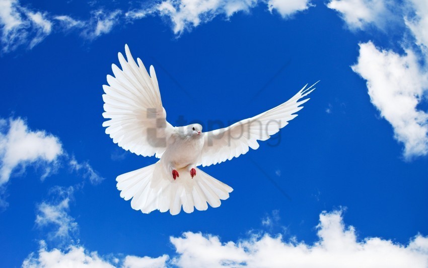 dove white wallpaper Transparent PNG images for printing