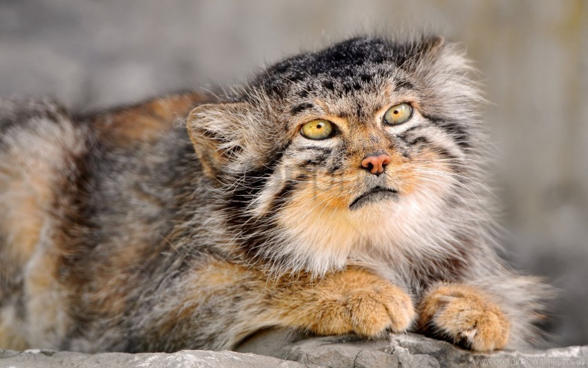 down face fur manul wallpaper PNG images with clear background