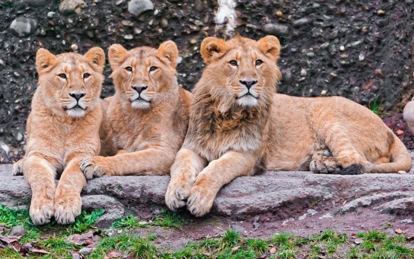 down family lions predators wallpaper PNG Isolated Object with Clear Transparency