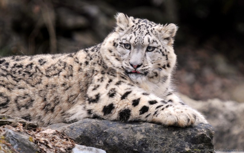 down fat predator snow leopard wallpaper PNG Image with Isolated Subject