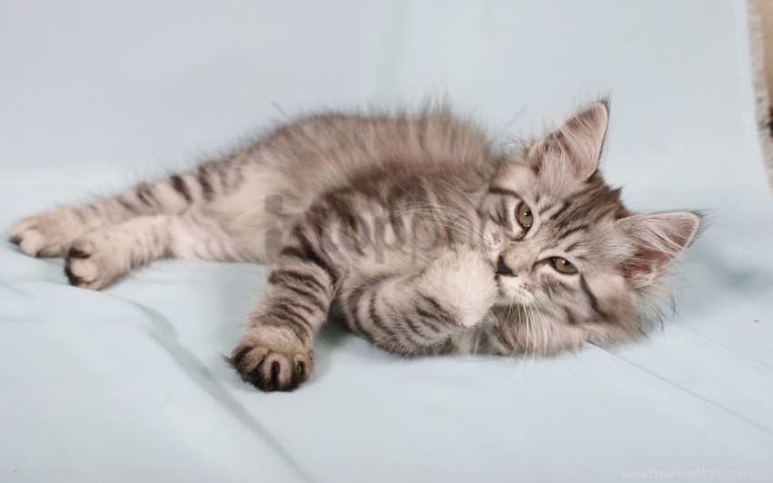 Down Fluffy Kitten Striped Wallpaper Isolated Subject In Clear Transparent PNG