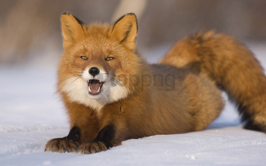 down fox funny red-haired snow young wallpaper Isolated Subject in Clear Transparent PNG