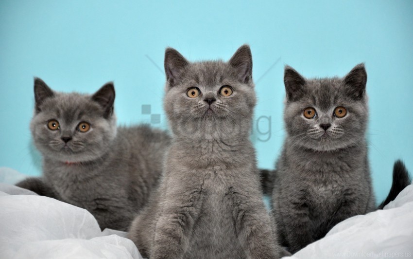 down gray kittens three wallpaper Transparent PNG images collection