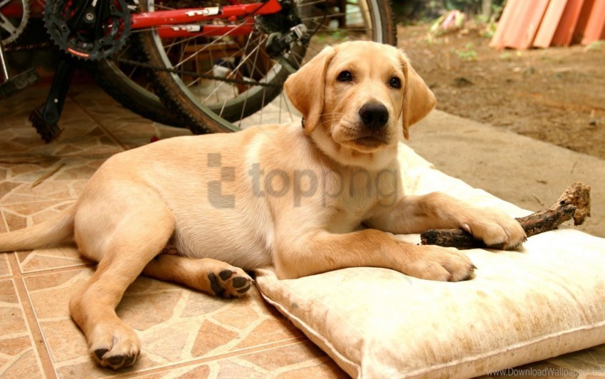 down labrador pillow puppy wallpaper PNG with cutout background