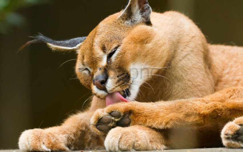 down lick lynx predator puma wallpaper PNG Graphic Isolated on Transparent Background