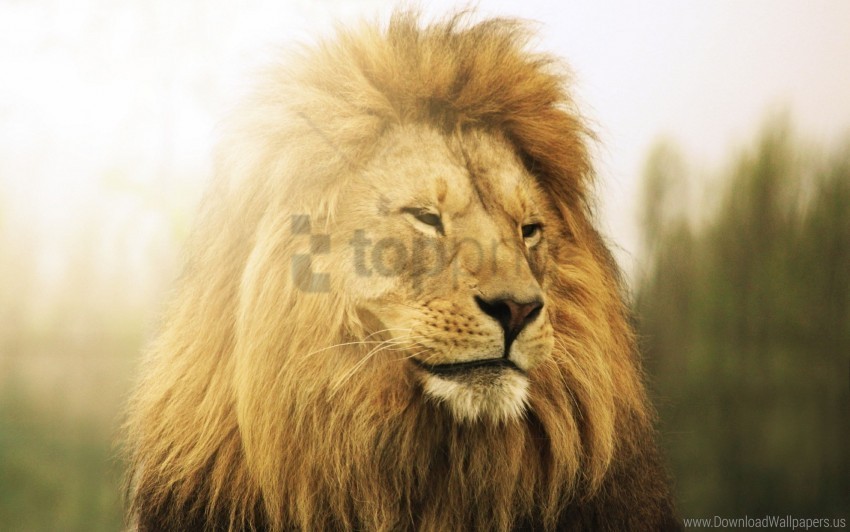 down lion mane predator wallpaper PNG pictures with no backdrop needed