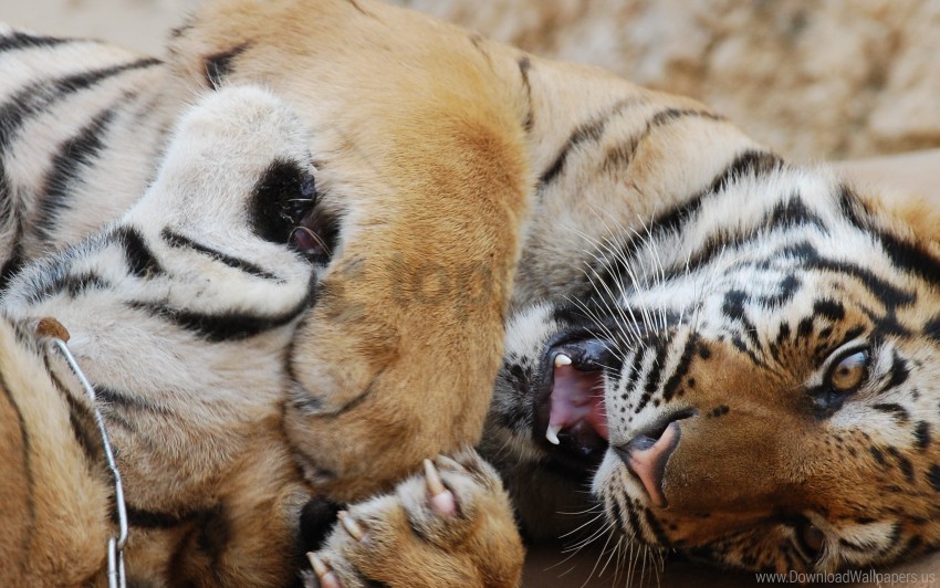 down playful predator tiger wallpaper PNG images free download transparent background