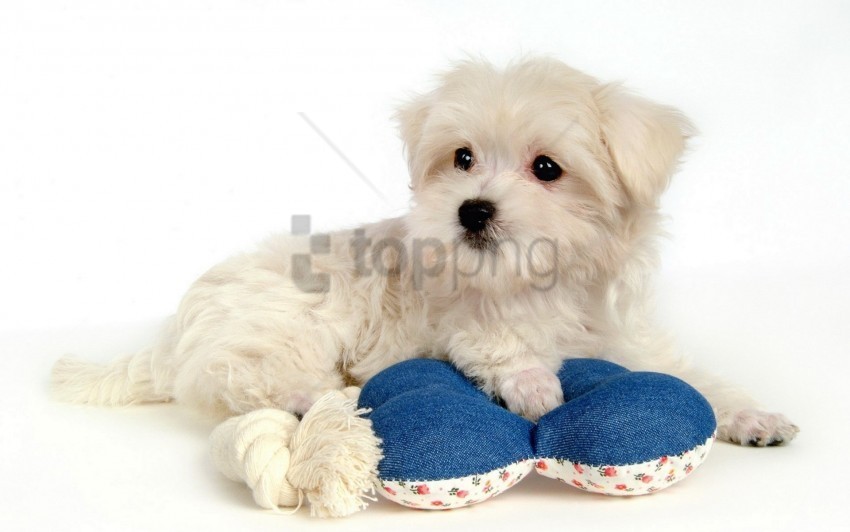 down puppy toy wool wallpaper PNG Image with Clear Background Isolation