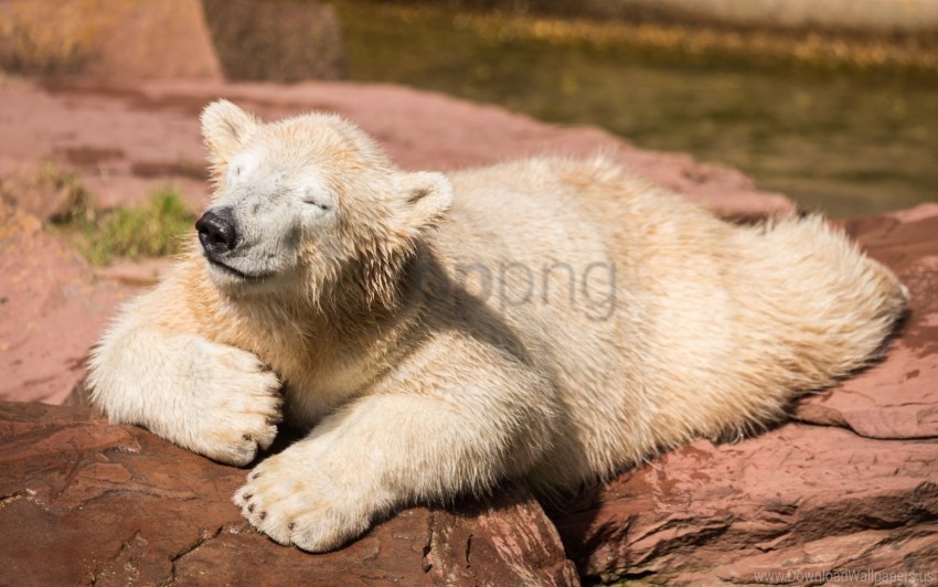 dream polar bear stones wallpaper PNG graphics with alpha transparency broad collection