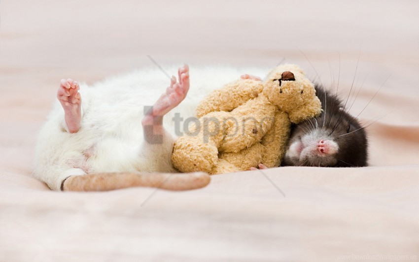 dream rat rodent toy wallpaper Clear background PNGs
