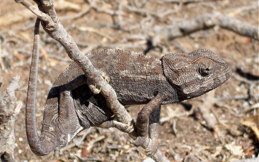 Dry Grass Lizard Twigs Wallpaper PNG Transparent Photos Vast Collection