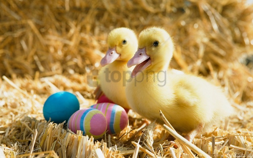 Duck Ducklings Easter Eggs Wallpaper PNG Graphics With Alpha Transparency Broad Collection