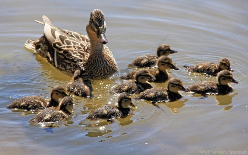 duck family many swim wallpaper High-resolution PNG images with transparent background