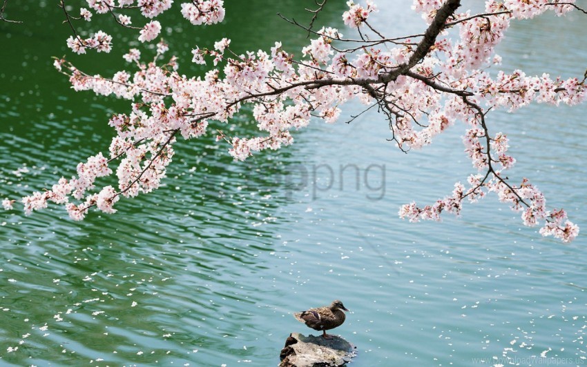 duck field lake sakura sit wallpaper Isolated Item with Transparent Background PNG