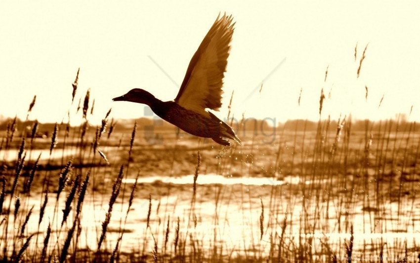 duck flying grass lake wallpaper PNG transparent graphics for projects