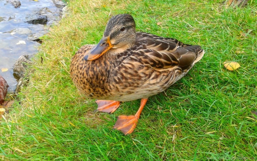 duck grass poultry wallpaper Isolated Subject in HighQuality Transparent PNG